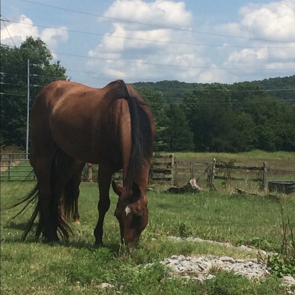 Meet Your Posher, Lauren! - Picture 6 of 6